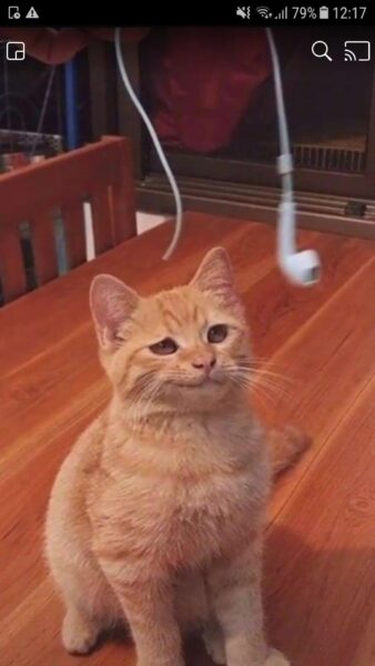 ảnh khinh bỉ chú mèo mỉm cười