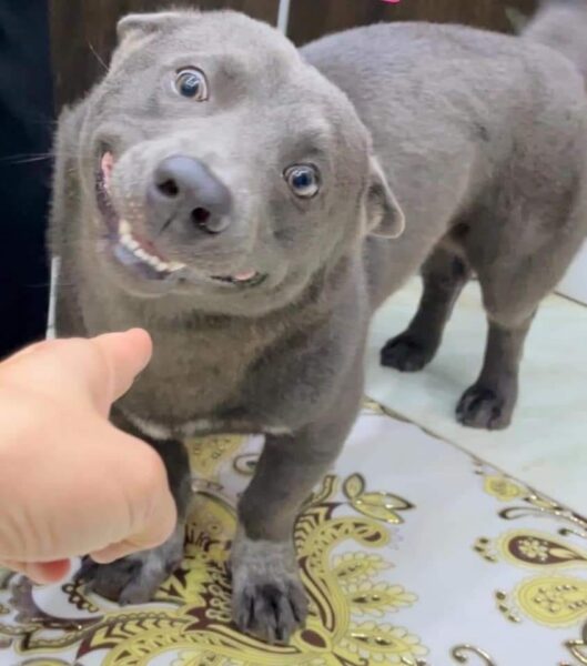 Tổng hợp Hình ảnh khinh bỉ chú chó bỡn cợt