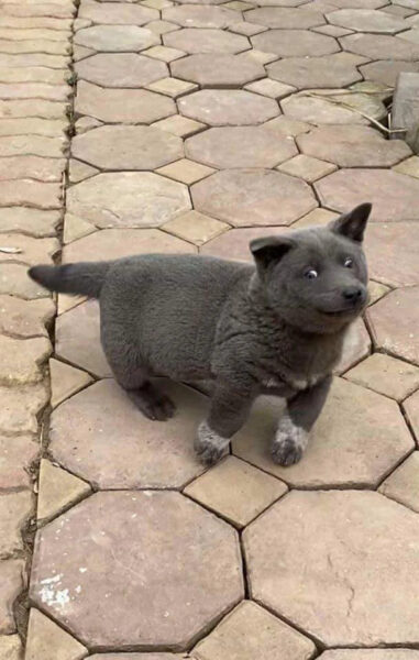 Tổng hợp Hình ảnh khinh bỉ chú chó hài hước