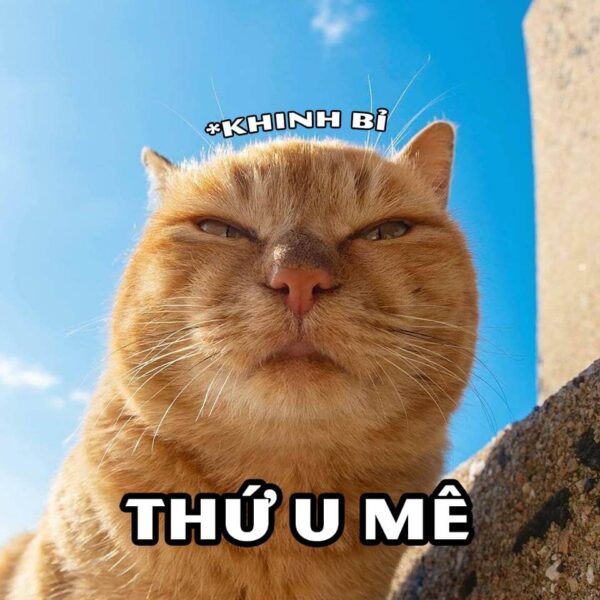 Tổng hợp Hình ảnh khinh bỉ chú mèo