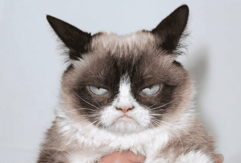 Tổng hợp Hình ảnh khinh bỉ chú mèo gầm gừ