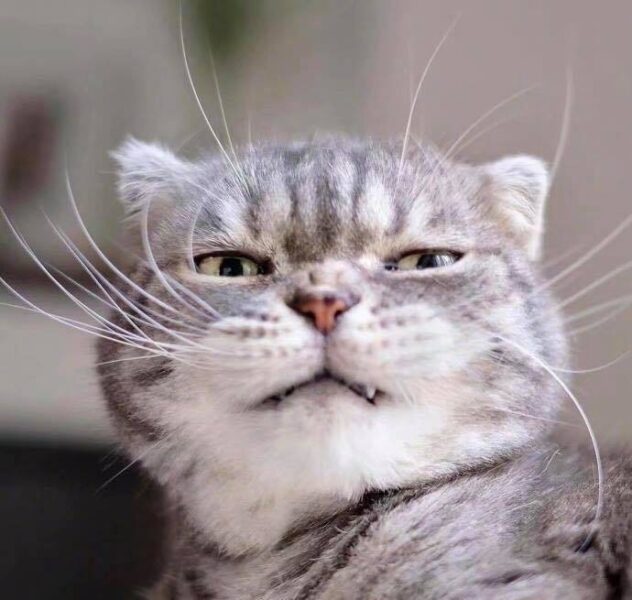 Tổng hợp Hình ảnh khinh bỉ cười mỉm