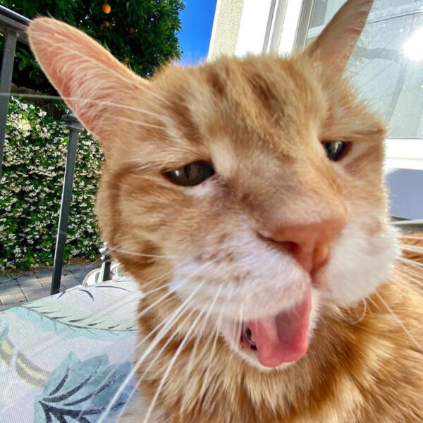 Tổng hợp Hình ảnh khinh bỉ mèo lầy