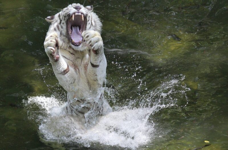 Tải xuống Hình nền hổ trắng vui đùa dưới nước