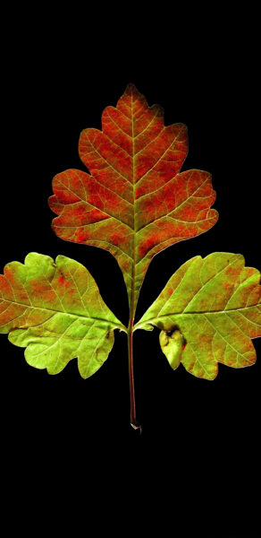 ảnh nền sam sung một chiếc lá nền tối