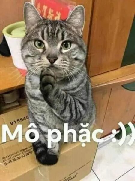 ảnh chế comment facebook con mèo