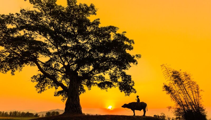 Ảnh quê hương hoàng hôn cánh đồng