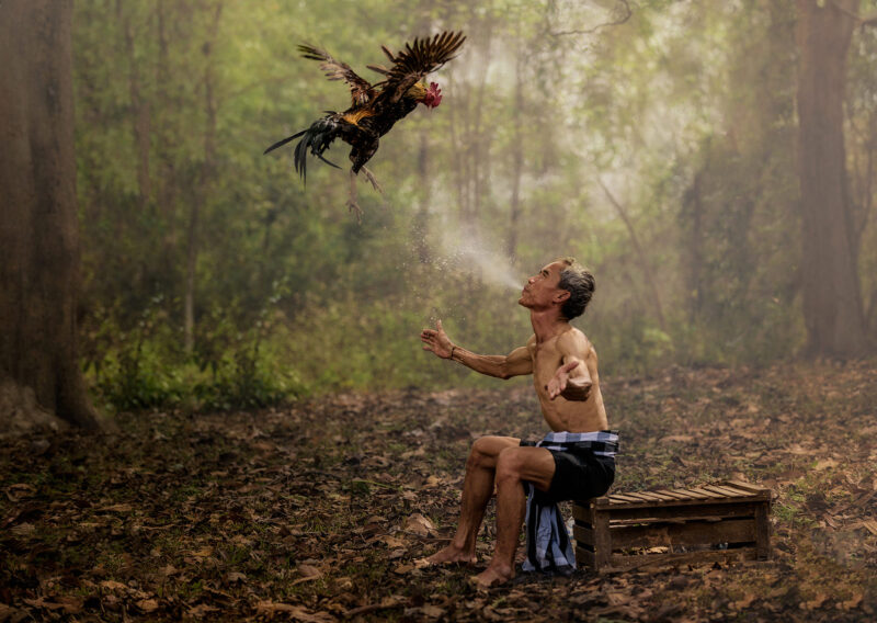 ảnh gà chọi đẹp bay lên cao