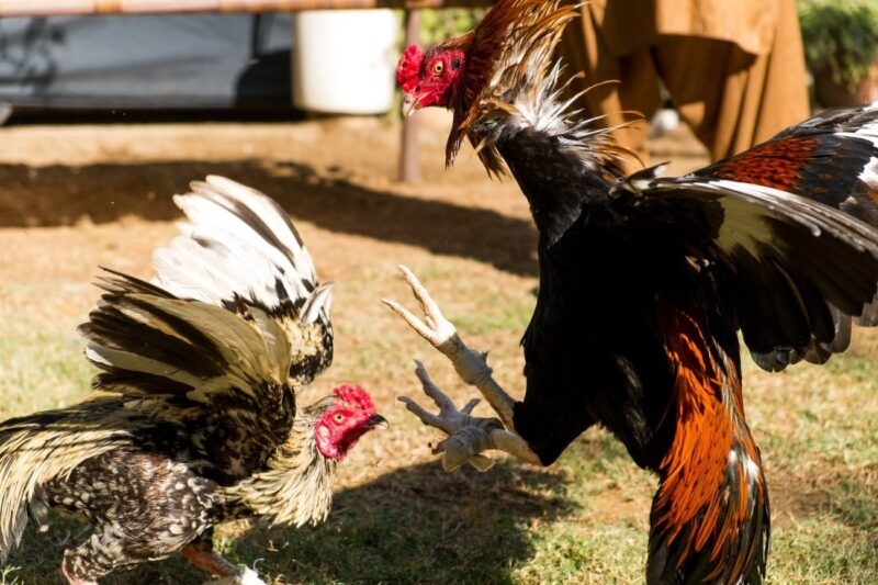 ảnh gà chọi đẹp bay lên đá đối thủ