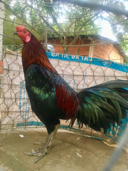 ảnh gà chọi đẹp bị nhốt trong chuồng