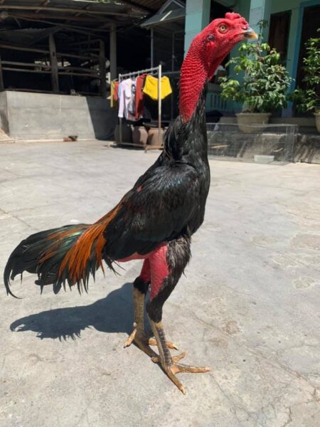 ảnh gà chọi đẹp có kích thước cao lớn