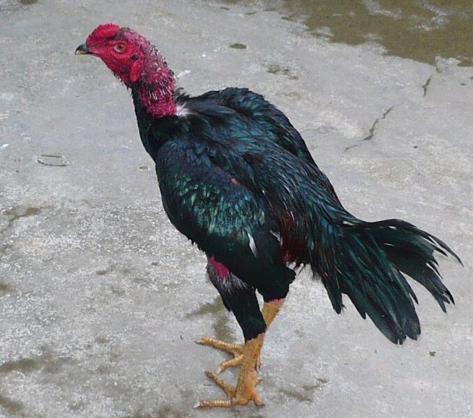 ảnh gà chọi đẹp đang bước đi