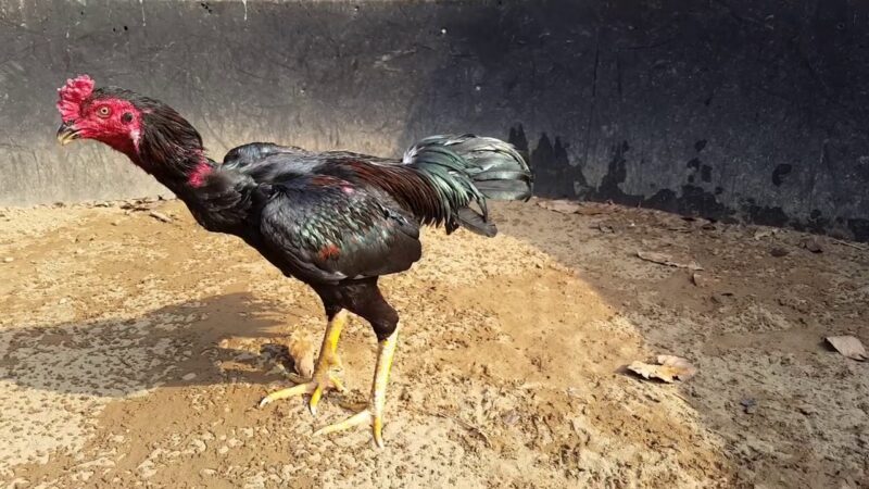 ảnh gà chọi đẹp đi trong chuồng