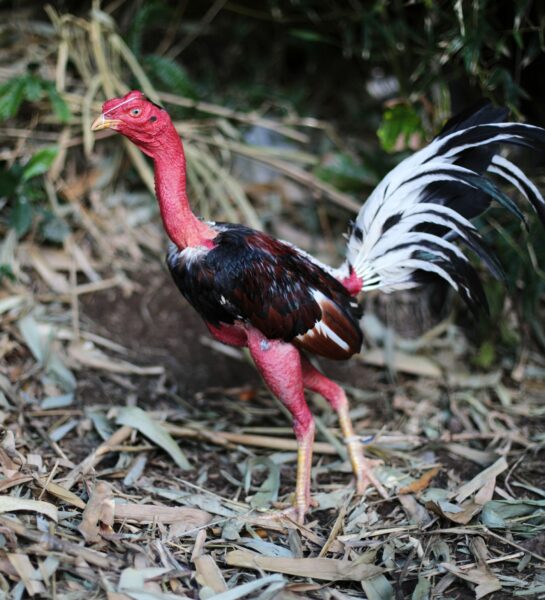 ảnh gà chọi đẹp đi trong rừng