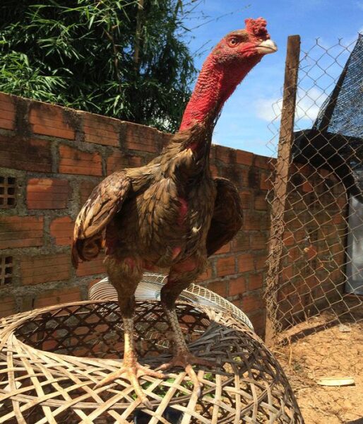 ảnh gà chọi đẹp đứng trên lồng gà