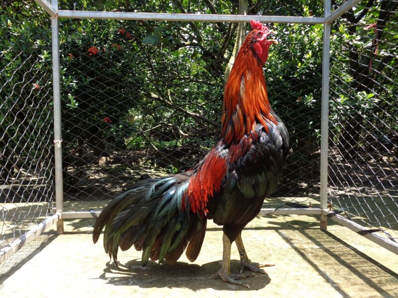 ảnh gà chọi đẹp gà oai phong ưỡn ngực