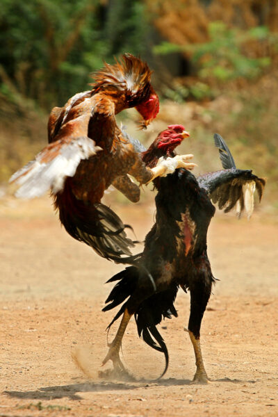 ảnh gà chọi đẹp kẹp cổ đối phương