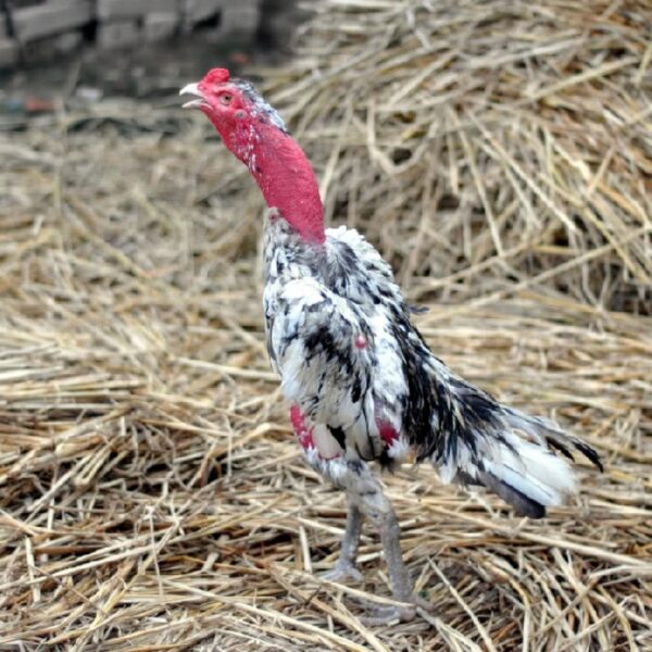 ảnh gà chọi đẹp lông trắng pha đen mào đỏ