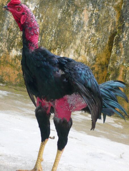 ảnh gà chọi đẹp mào đỏ chót