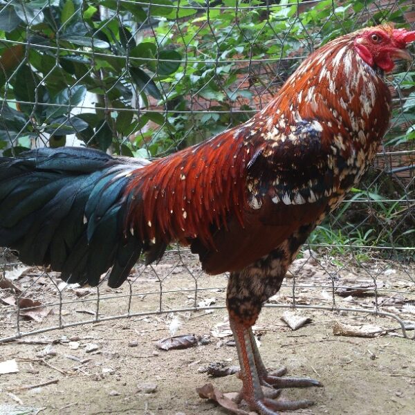 ảnh gà chọi đẹp oai phong cao lớn