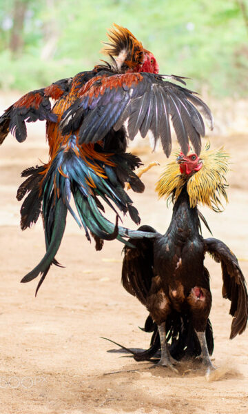 Tổng hợp Hình ảnh gà chiến kê