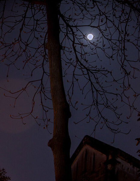 Ảnh đêm buồn bóng cây và mặt trăng